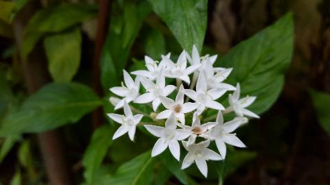 Goa Flowers - Download Goa Photos