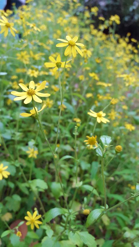 Goa Flowers - Download Goa Photos