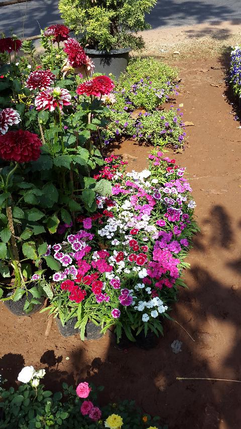 Goa Flowers - Download Goa Photos