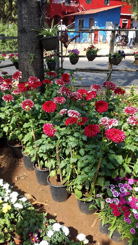 Goa Flowers - Download Goa Photos