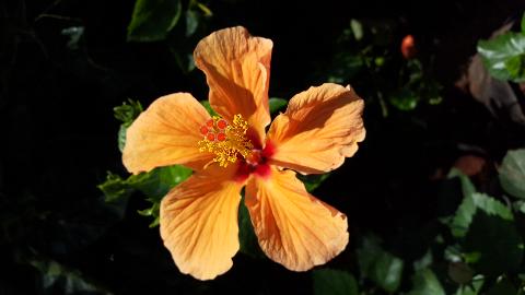 Goa Flowers - Download Goa Photos