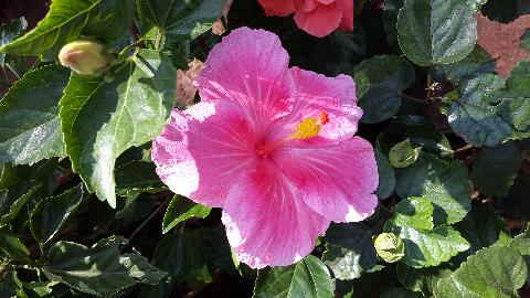 Goa Flowers - Download Goa Photos