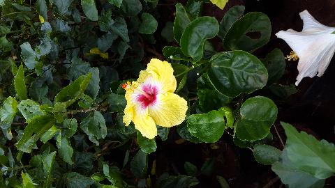 Goa Flowers - Download Goa Photos