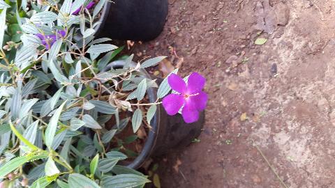 Goa Flowers - Download Goa Photos
