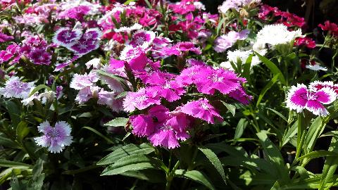 Goa Flowers - Download Goa Photos
