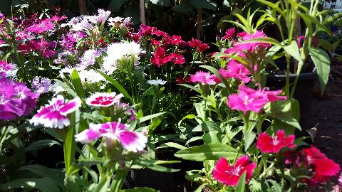 Goa Flowers - Download Goa Photos