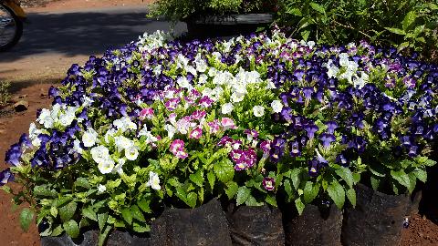 Goa Flowers - Download Goa Photos