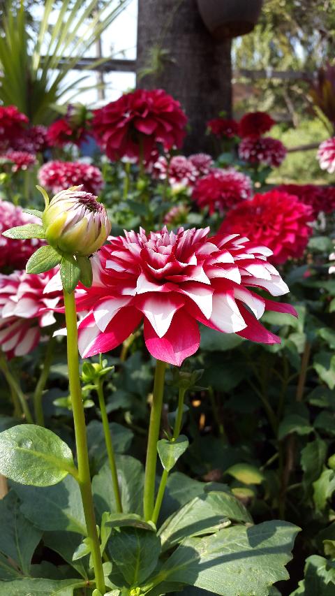 Goa Flowers - Download Goa Photos