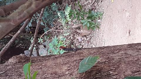 Swapnagandha Nature Resort - Download Goa Photos
