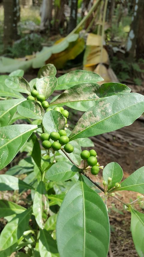 Sahakari Spice Farm - Download Goa Photos