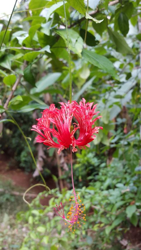 Sahakari Spice Farm - Download Goa Photos