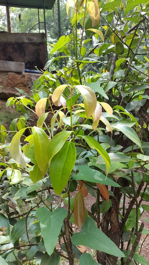 Sahakari Spice Farm - Download Goa Photos