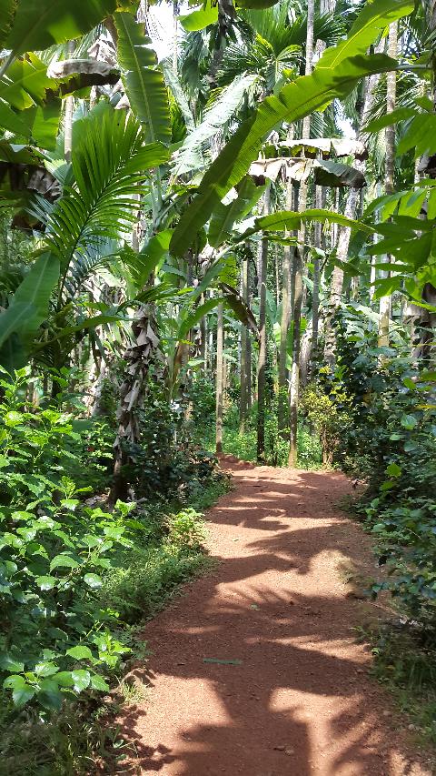 Sahakari Spice Farm - Download Goa Photos