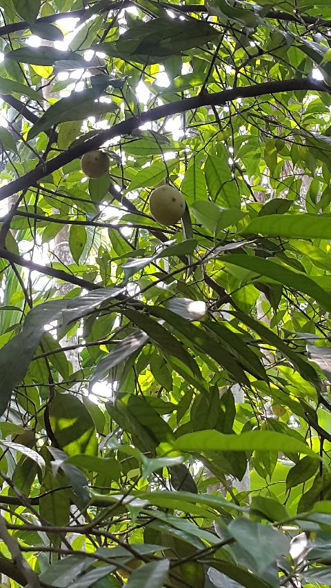Sahakari Spice Farm - Download Goa Photos