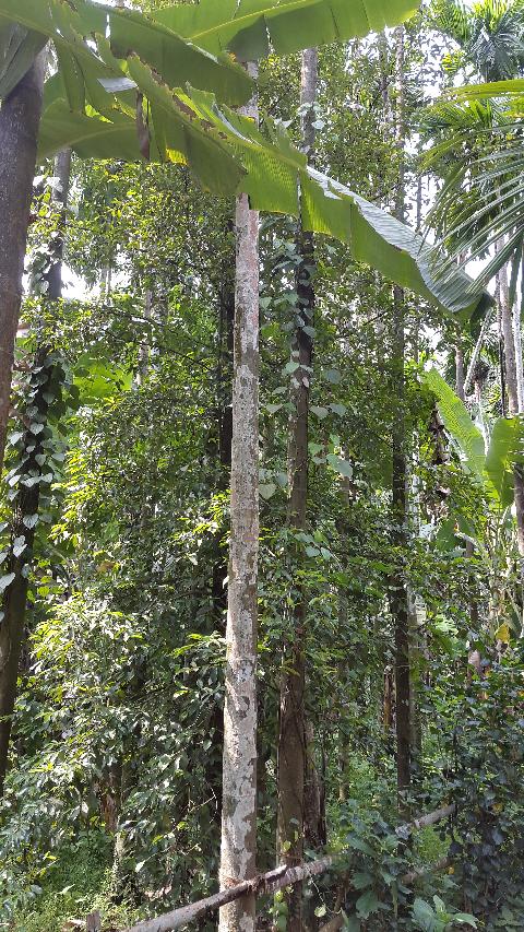Sahakari Spice Farm - Download Goa Photos