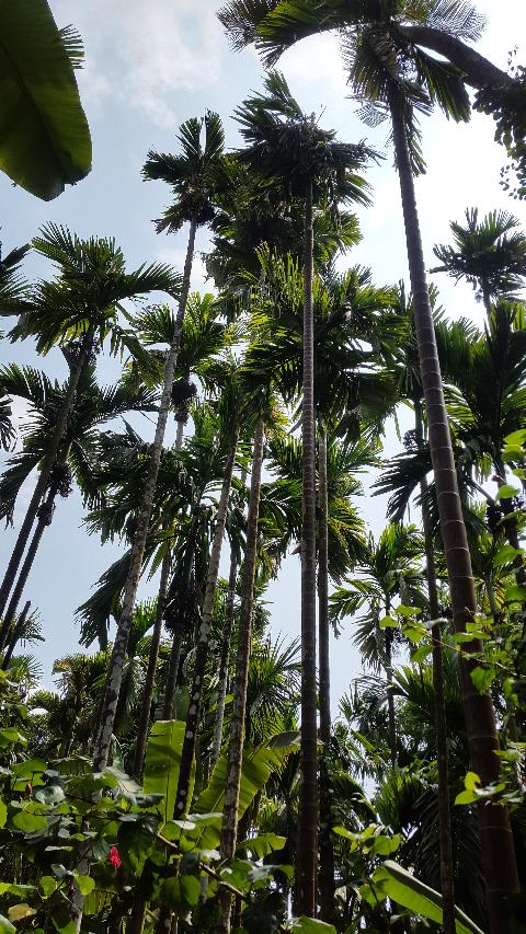 Sahakari Spice Farm - Download Goa Photos