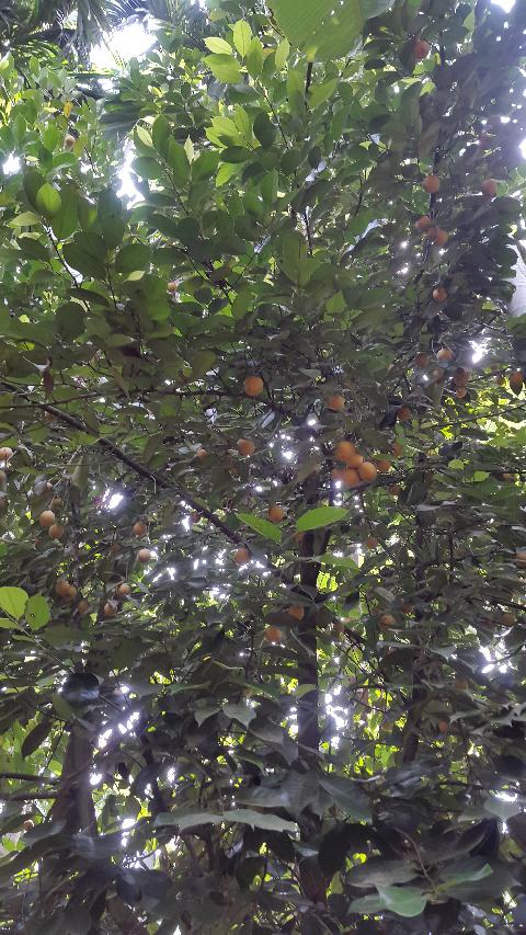 Sahakari Spice Farm - Download Goa Photos