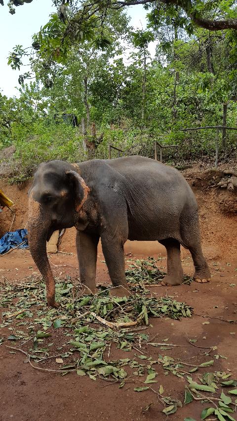 Sahakari Spice Farm - Download Goa Photos