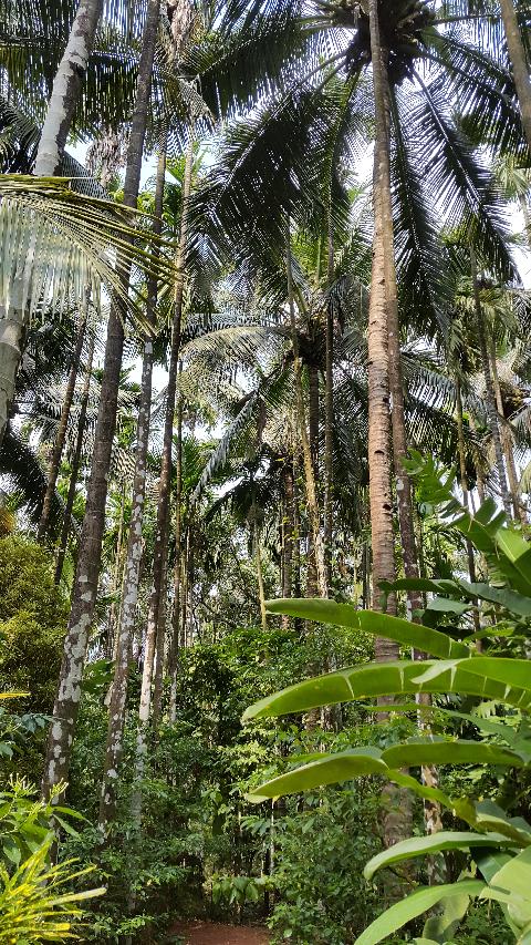 Sahakari Spice Farm - Download Goa Photos
