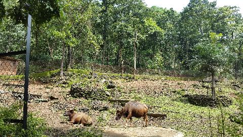 Bondle Wildlife Santuary - Download Goa Photos