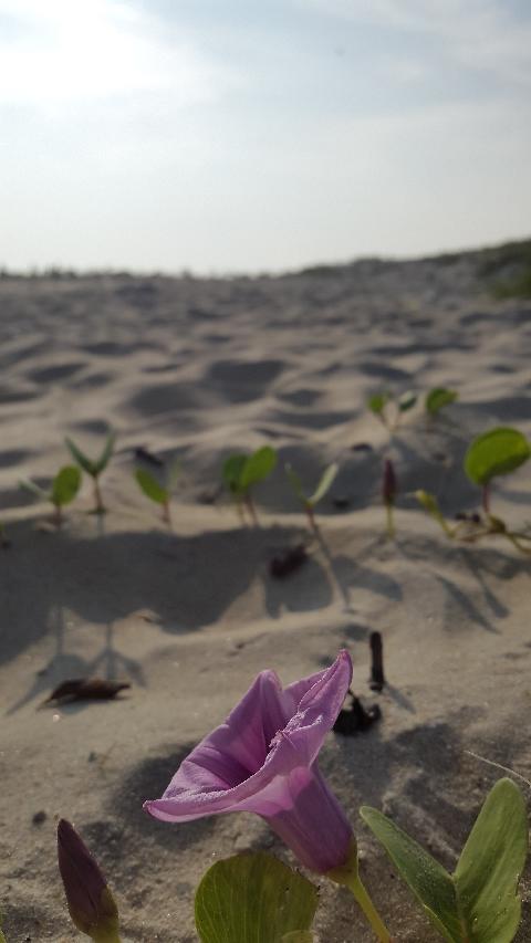 Zalor Beach - Download Goa Photos