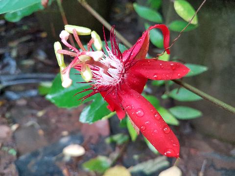 Goa Flowers - Download Goa Photos