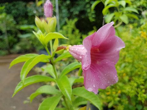 Goa Flowers - Download Goa Photos