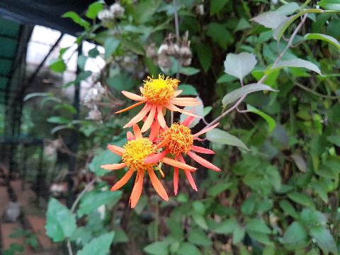 Goa Flowers - Download Goa Photos