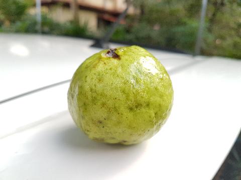 Fruits in Goa - Download Goa Photos