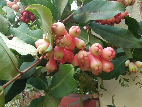 Fruits in Goa - Download Goa Photos