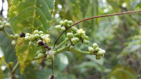 Swapnagandha Nature Resort - Download Goa Photos