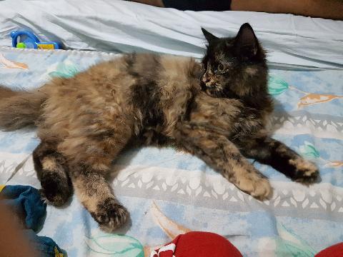 Domestic Animals in Goa - Download Goa Photos