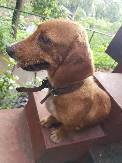 Domestic Animals in Goa - Download Goa Photos