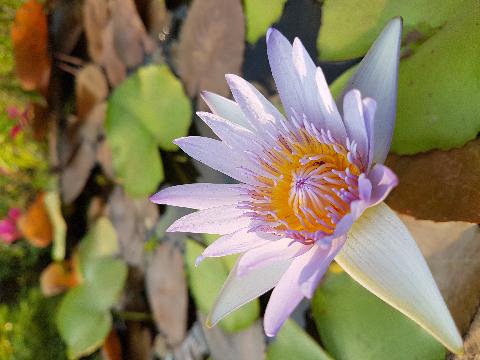 Goa Flowers - Download Goa Photos