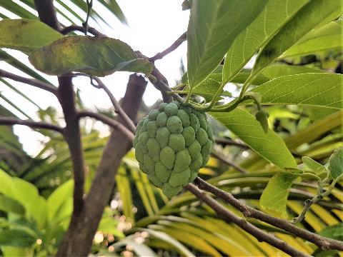 Fruits in Goa - Download Goa Photos