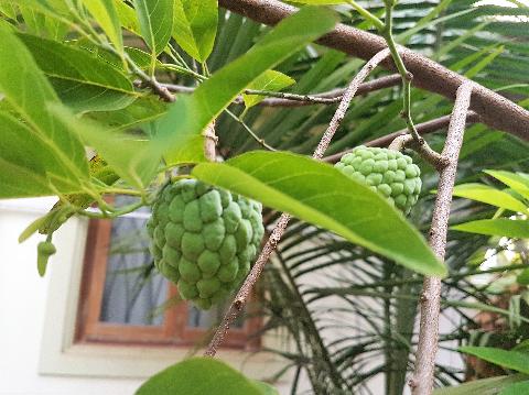 Fruits in Goa - Download Goa Photos