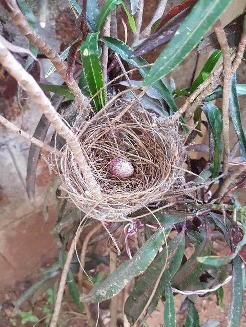 Birds in Goa - Download Goa Photos