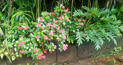 Goa Flowers - Download Goa Photos