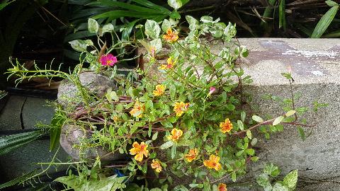 Goa Flowers - Download Goa Photos