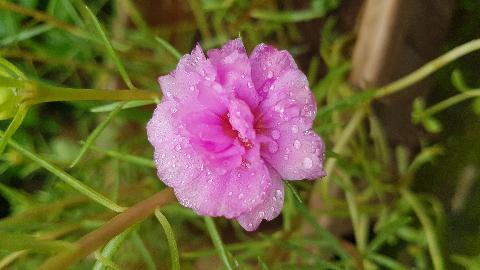 Goa Flowers - Download Goa Photos