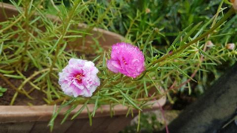 Goa Flowers - Download Goa Photos
