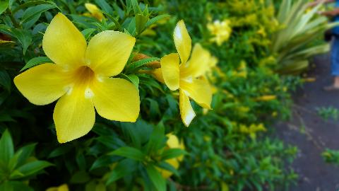Goa Flowers - Download Goa Photos