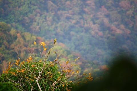 Wildernest Nature Resort - Download Goa Photos