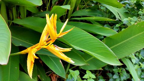 Goa Flowers - Download Goa Photos