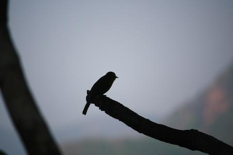 Wildernest Nature Resort - Download Goa Photos
