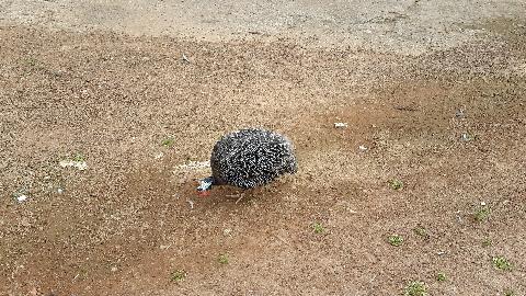 Birds in Goa - Download Goa Photos