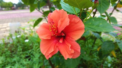 Goa Flowers - Download Goa Photos