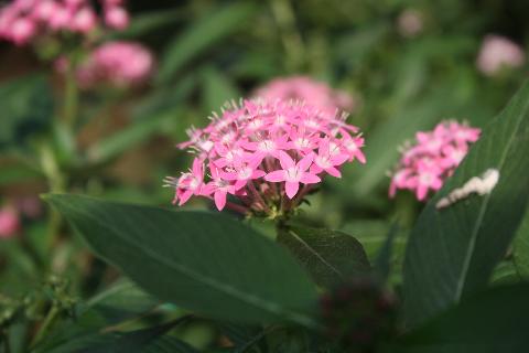 Goa Flowers - Download Goa Photos