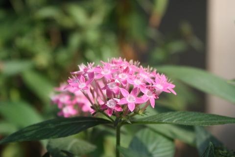 Goa Flowers - Download Goa Photos