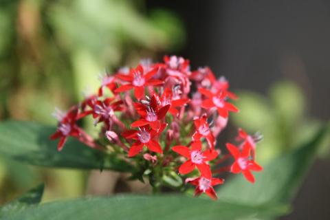Goa Flowers - Download Goa Photos